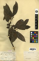 Syntype of Ficus benguetensis Merr. [family MORACEAE]
