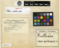 Isosyntype of Frullania inconstans Verd. [family JUBULACEAE]