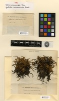 Type of Tortula micro-runcinata Paris [family POTTIACEAE]
