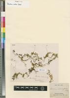 Isosyntype of Thuidium nutans Besch. [family THUIDIACEAE]