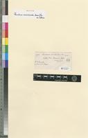 Isotype of Thuidium microviride Dixon & Thér. ex Sakurai [family THUIDIACEAE]