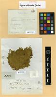 Isotype of Hypnum callichroides Müll.Hal. [family HYPNACEAE]