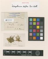 Isotype of Ectropothecium dafilae Paris & Broth. [family HYPNACEAE]