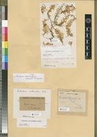 Type of Thuidium subserratum Renauld & Cardot [family THUIDIACEAE]