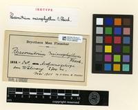 Isotype of Racomitrium microphyllum M.Fleisch. [family GRIMMIACEAE]