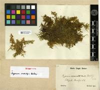 Isosyntype of Hypnum moritzii Duby [family HYPNACEAE]