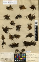Type of Macromitrium abyssinicum Müll.Hal. [family ORTHOTRICHACEAE]
