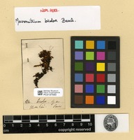 Type? of Macromitrium bicolor Besch. [family ORTHOTRICHACEAE]