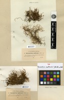 Type of Macromitrium capillicaule Müll.Hal. ex Broth. [family ORTHOTRICHACEAE]