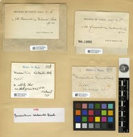 Type of Macromitrium nadeaudii Besch. [family ORTHOTRICHACEAE]