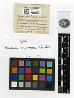 Type of Andreaea pygmaea Cardot [family ANDREAEACEAE]