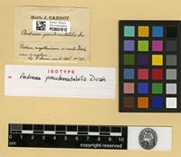 Isotype of Andreaea pseudomutabilis Dusén [family ANDREAEACEAE]