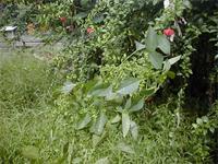 Acalypha indica