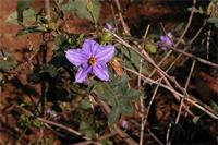 Solanum richardii