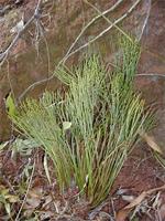 Psilotum nudum