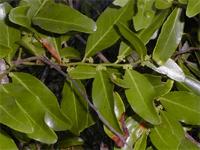 Maytenus undata