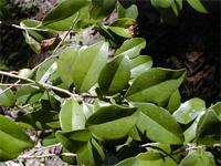 Scolopia maoulidae