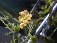 Abutilon indicum