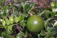 Strychnos spinosa