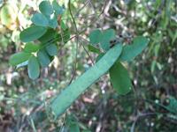 Abrus madagascariensis