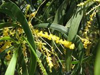 Acacia spirorbis