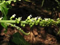 Allophylus cobbe