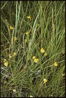 Utricularia prehensilis