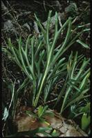 Platycerium alcicorne