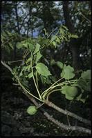 Sclerocarya birrea