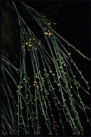 Psilotum nudum
