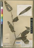 Holotype of Medinilla coursiana H.Perrier [family MELASTOMATACEAE]