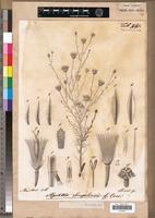 Pegolettia senegalensis Cass. [family ASTERACEAE]