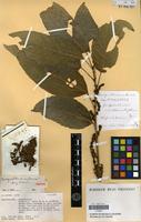 Isotype of Bocquillonia arborea Airy Shaw [family EUPHORBIACEAE]