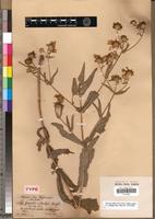 Syntype of Guizotia schultzii Sch. Bip. [family ASTERACEAE]
