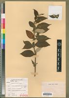 Isotype of Pseudosabicea becquetii N.Hallé [family RUBIACEAE]
