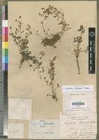 Holotype of Euphorbia humbertii M.Denis [family EUPHORBIACEAE]