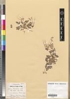 Holotype of Erodium arenarium Pomel [family GERANIACEAE]