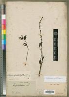 Isotype of Lestiboudesia spicata Thouars [family AMARANTHACEAE]
