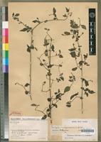 Holotype of Deeringia madagascariensis Cavaco [family AMARANTHACEAE]