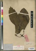 Holotype of Chasallia eurybotrya Bremek. [family RUBIACEAE]
