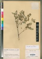Holotype of Forcipella repanda Benoist [family ACANTHACEAE]
