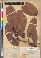 Syntype of Cinnamosma macrocarpa H.Perrier [family CANELLACEAE]