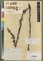 Isotype of Brachycorythis perrieri Schltr. [family ORCHIDACEAE]