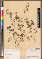 Isotype of Droguetia humbertii Leandri [family URTICACEAE]