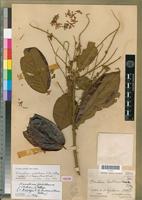Isotype of Homalium lastoursvillense Pellegr. [family FLACOURTIACEAE]