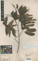 Filed as Talisia subalbens (Mart.) Radlk. [family SAPINDACEAE]