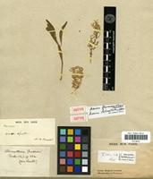 Isotype of Iresine flavescens Willd. [family AMARANTHACEAE]