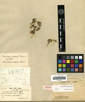Lectotype of Alternanthera canescens Kunth [family AMARANTHACEAE]