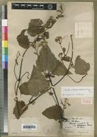 Holotype of Clematis actinostemmatifolia W.T.Wang [family RANUNCULACEAE]