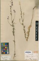 Type of Delphinium orientale J.Gay [family RANUNCULACEAE]